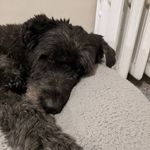 David McDowell - @treeguy_dave - Instagram