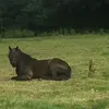 peterdavedmchugh - @ponierider6666 - TikTok