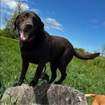 Dave McIntosh - @dieseldonkey7 - Instagram