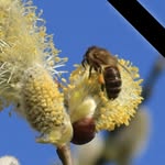 Dave Millard - @maverick_beekeeper - Instagram