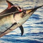 Dave Milne - @davemilnecarp - Instagram