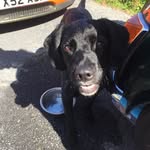 Dave Milne - @lgt_mascot.dave - Instagram