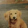 Larry Pickleworth - @dave.niles7 - TikTok