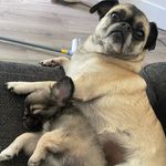 Dave the Chug - @dave_pablo_the_chugs - Instagram