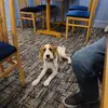 Dave Pacey - @dave.pacey - TikTok