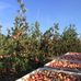 Dave Pagel Produce - Facebook