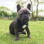A Frenchie Called Dave - @davepalmer30 - Instagram