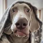 Dave Perkins - @dperksfx - Instagram