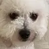 Dave - @dave.thedog.perryman - TikTok