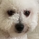 Dave Lewis Perryman - @dave.thedog.perryman - Instagram