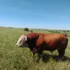 Dave Petersen - @zhrguy - TikTok