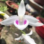 Dave Pham - @dave.pham.35325 - Instagram
