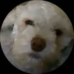 Dave Pham - @dave_ur_love - Instagram
