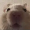 DavePham - @dave20436 - TikTok