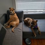 Dave and Pickle - @dave_and_pickle - Instagram