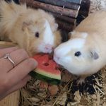 Dave and Pickles - @dave_pickles2020 - Instagram