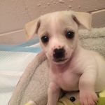 Dave Pickle - @daveypickle910 - Instagram
