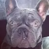 DavePickle - @davepickle7 - TikTok
