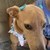 Davi Pletz - @davi.pletz - TikTok