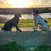 Dave Prentice - Facebook