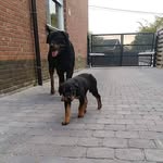 Dave Prinsen - @prinsendave - Instagram