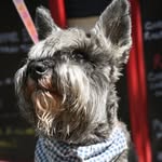 Dave Rae - @rnlidogbandanas - Instagram