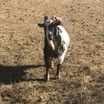 David & Meredith Rakowski - @hopediamondfarms - Instagram