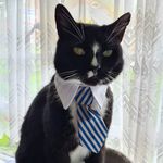 Mr Dave Rathbone - @mrdavecat2021 - Instagram