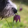 Giving it to her today! - @dave_the_dog_raya - TikTok