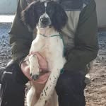 Dave Rayner - @doggiedave1 - Instagram