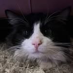 Dave Rayner - @dave_da_cat2 - Instagram