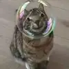 user1468164514844 - @davearazo - TikTok