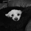 Dave Redden631 - @biopace11 - TikTok