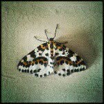 David McGaughey - @daverivers - Instagram