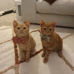 Dave and Rodney - @onlyfoolsandkitties - Instagram