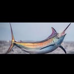 Dave Rodney - @daverodney9475 - Instagram