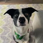 Dave Rodney Holland - @davethecollie - Instagram