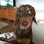 Rodney-Dave - @rodney_dave_dach - Instagram