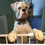 Rodney Dave - @rodney.dave - Instagram