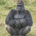 Wildlife-Shots by Dave Rolfe - Facebook