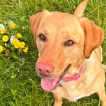 Lucky the Lab, Duke the chin, Dave the rabbit & Roux - @autism_and_pet_love - Instagram