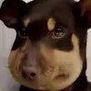 dave s. - @dave.saba - TikTok