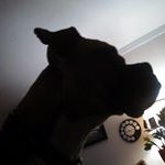 David Schnell - @schnell.david - Instagram