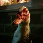 Dave Schofield-Duff - @davetheyorkshireduck - Instagram