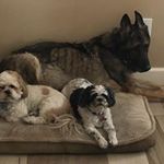 dave sears - @sears.dave - Instagram