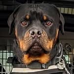 Dave Shipley - @unshockabledave - Instagram