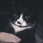 Dave - short-haired tuxedo - @tuxedocatdavid - Instagram