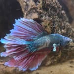 Dave (short for Ziggy) - @dave_short_for_ziggy - Instagram