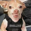 davesnelling - @davesnelling - TikTok