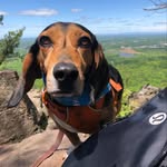 Davey - @davey.a.mcsniffer - Instagram